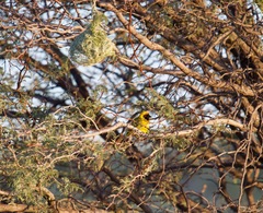 Ploceus velatus caurinus
