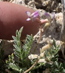 Astragalus nothoxys