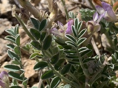 Astragalus nothoxys