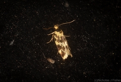 Barea euprepes