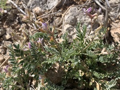 Astragalus nothoxys