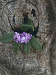 Rhododendron