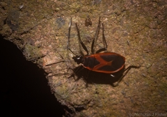 Dindymus circumcinctus