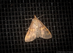 Rehimena surusalis