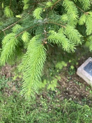 Pinaceae