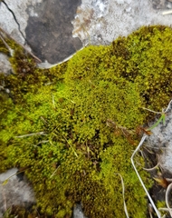 Trichostomum meridionale