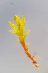 Trichostomum meridionale