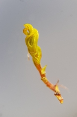 Trichostomum meridionale