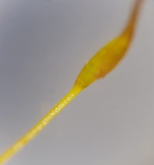 Trichostomum meridionale