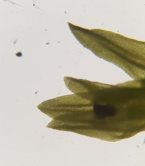 Trichostomum meridionale
