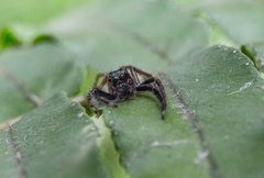 Colopsus