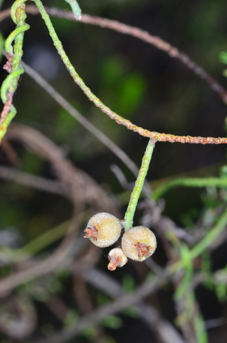 Cassytha pubescens iNat (2)