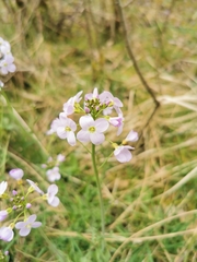 Cardamine pratensis