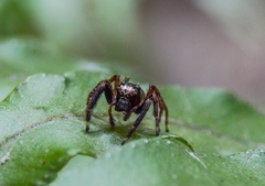 Colopsus