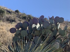 Opuntia santa-rita
