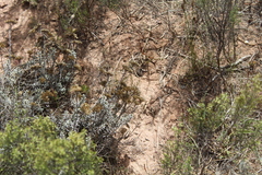 Helichrysum rutilans