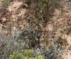 Helichrysum rutilans