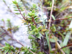 Pimelea oreophila lepta