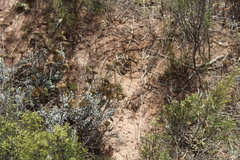 Helichrysum rutilans