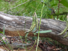 Glycine cyrtoloba