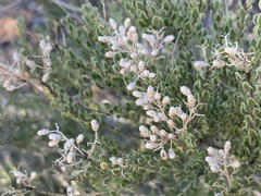 Mortonia scabrella