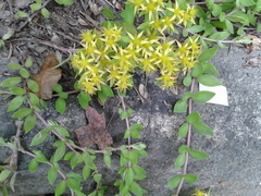 Sedum sarmentosum