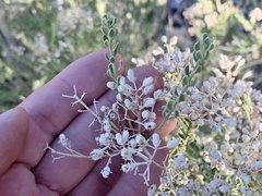 Mortonia scabrella