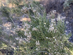 Mortonia scabrella