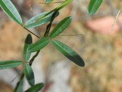 Glycine cyrtoloba
