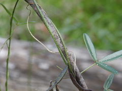 Glycine cyrtoloba