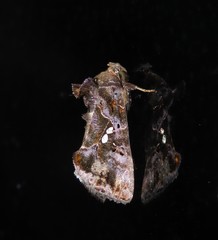 Scriptoplusia nigriluna