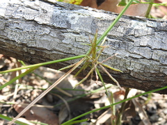 Cyperus bowmanni