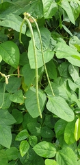 Vigna unguiculata sesquipedalis