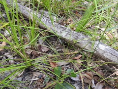 Cyperus bowmanni