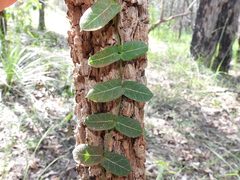 Parsonsia plaesiophylla