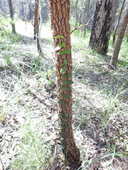 Parsonsia plaesiophylla