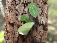 Parsonsia plaesiophylla