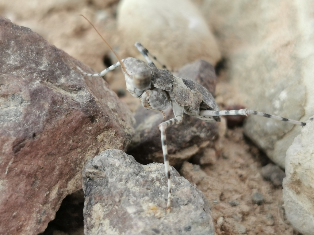 Eremiaphila ammonita