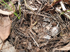 Parsonsia plaesiophylla