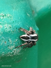 Carrhotus coronatus