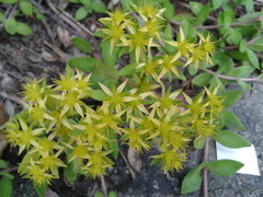 Sedum sarmentosum