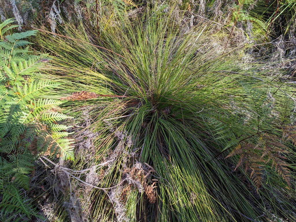 Xanthorrhoea bracteata R.Br.