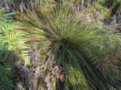 Xanthorrhoea bracteata