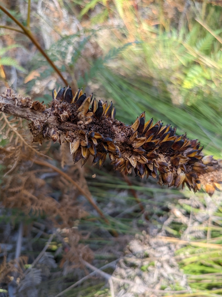 Xanthorrhoea bracteata R.Br. 2