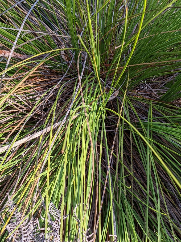 Xanthorrhoea bracteata R.Br. 3