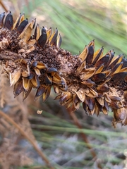 Xanthorrhoea bracteata