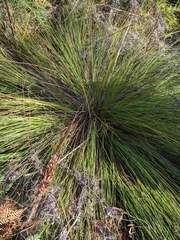 Xanthorrhoea bracteata