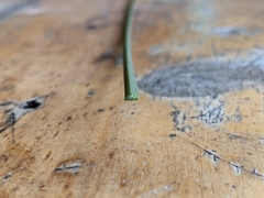 Xanthorrhoea bracteata