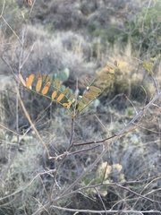 Coursetia glandulosa