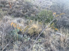 Coursetia glandulosa